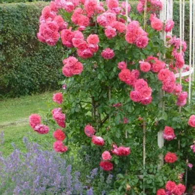 Саженцы роз РОЗЕУМ ЮТЕРСОН плетистая в Мурманске