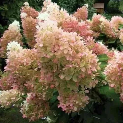 Гортензия ФАНТОМ метельчатая — описание сорта Гортензия ФАНТОМ метельчатая в Мурманске