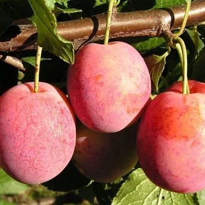 Слива ВИКТОРИЯ  Слива ВИКТОРИЯ в Мурманске