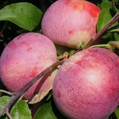 Яблоня БЕЛОРУССКОЕ МАЛИНОВОЕ в Мурманске