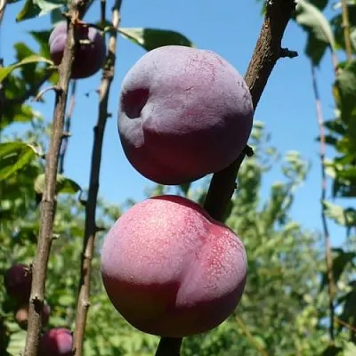 Плумкот ВЕЙ ВОНГ  Плумкот ВЕЙ ВОНГ в Мурманске