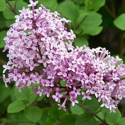 Сирень ПАЛИБИН   Сирень ПАЛИБИН  в Мурманске