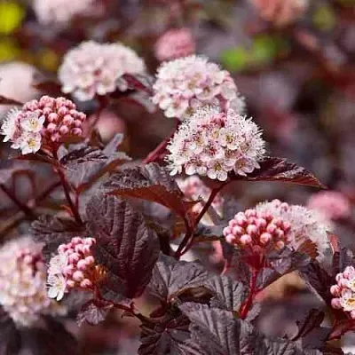 Пузыреплодник АНДРЕ   Пузыреплодник АНДРЕ  в Мурманске