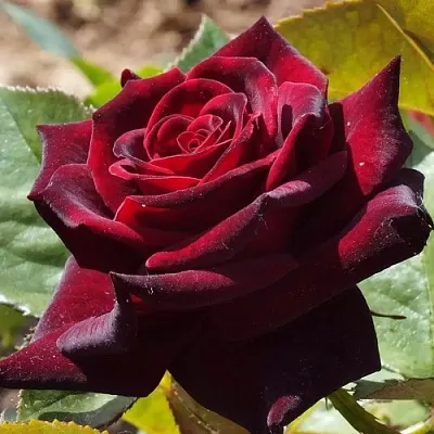 Саженцы роз БЛЭК БАККАРА чайно-гибридная в Мурманске