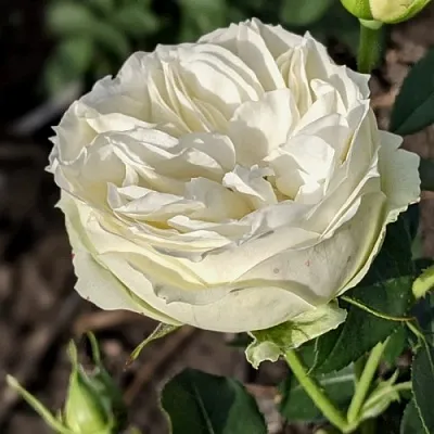 Саженцы роз ВАЙТ ПИАНО чайно-гибридная  Саженцы роз ВАЙТ ПИАНО чайно-гибридная в Мурманске