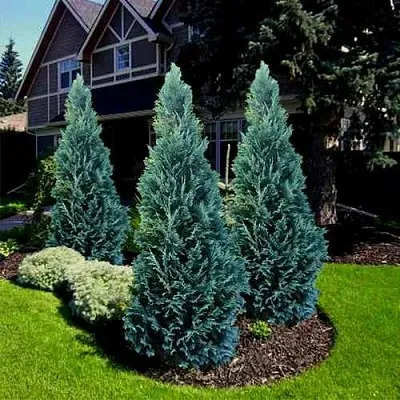 Кипарисовик ВАН ПЕЛЬТС БЛЮ лавсона в Мурманске