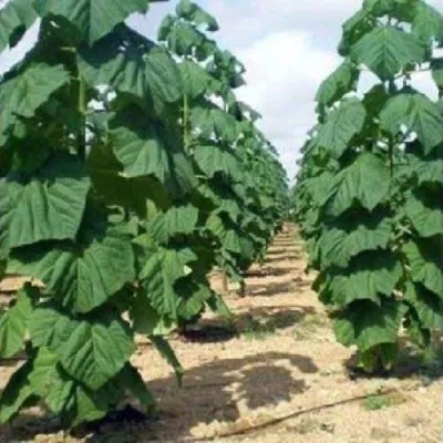 Павлония ПАО ТОГН Z07 в Мурманске