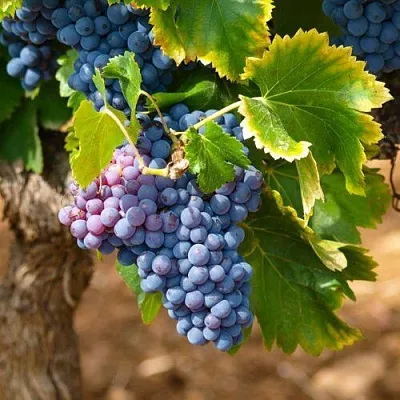 Виноград ЗИЛГА  Виноград ЗИЛГА в Мурманске