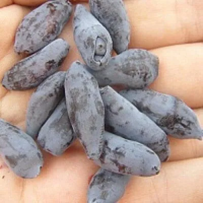 Жимолость съедобная ЧУЛЫМСКАЯ  Жимолость съедобная ЧУЛЫМСКАЯ в Мурманске