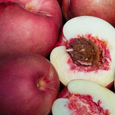 НЕКТАПЛЮМ  НЕКТАПЛЮМ в Мурманске