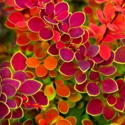 Барбарис ОРАНЖ САНРАЙЗ тунберга в Мурманске