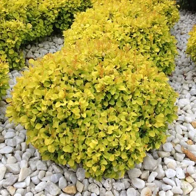 Барбарис БОНАНЗА ГОЛД тунберга в Мурманске