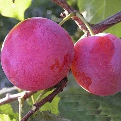 Слива ДЕЛИКАТНАЯ  Слива ДЕЛИКАТНАЯ в Мурманске