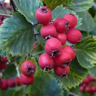 Боярышник АРНОЛЬДА в Мурманске