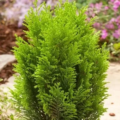 Кипарисовик ЭЛВУДИ ГОЛД лавсона в Мурманске