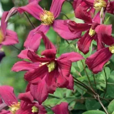 Клематис СТРОУБЕРРИ ФИЛДС  Клематис СТРОУБЕРРИ ФИЛДС в Мурманске