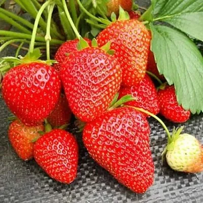 Клубника ВИМА РИНА ремонтантная  Клубника ВИМА РИНА ремонтантная в Мурманске