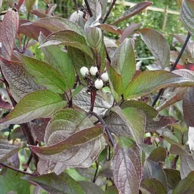 Дерен КЕССЕЛЬРИНГИ  Дерен КЕССЕЛЬРИНГИ в Мурманске