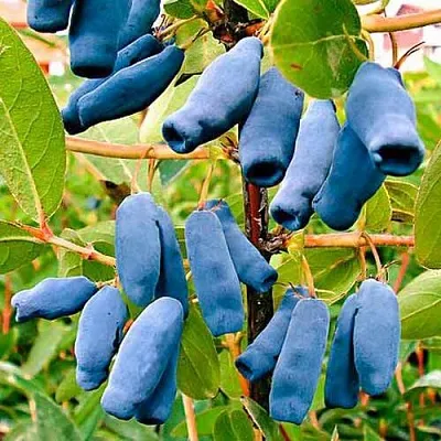 Жимолость съедобная НИМФА (ГАММА)  Жимолость съедобная НИМФА (ГАММА) в Мурманске