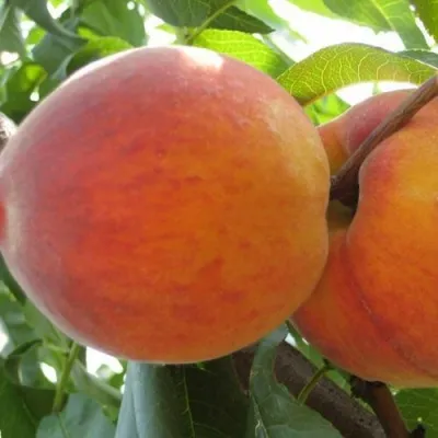 Персик СОЧНЫЙ — описание сорта Персик СОЧНЫЙ в Мурманске