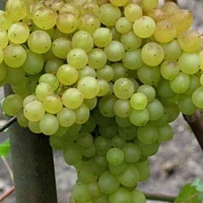 Виноград КИШМИШ 342  Виноград КИШМИШ 342 в Мурманске