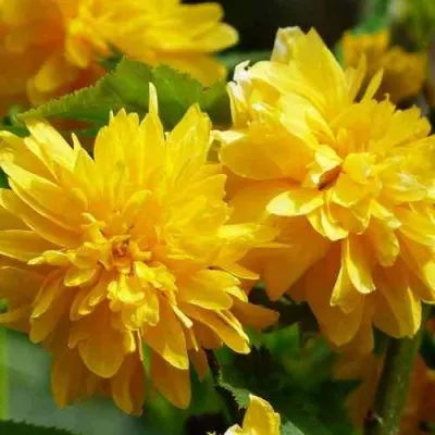 Керрия японская АУРЕОВАРИЕГАТТА в Мурманске