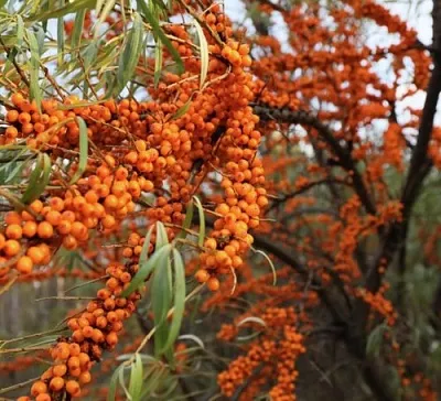 Облепиха СЕРАФИМА в Мурманске