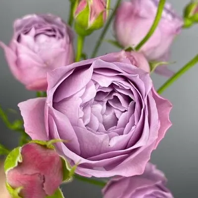 Саженцы роз ЛАВЕНДЕР БАБЛС спрей  Саженцы роз ЛАВЕНДЕР БАБЛС спрей в Мурманске