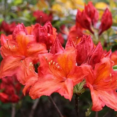 Азалия ЛИЛИНШТЕЙН японская  Азалия ЛИЛИНШТЕЙН японская в Мурманске