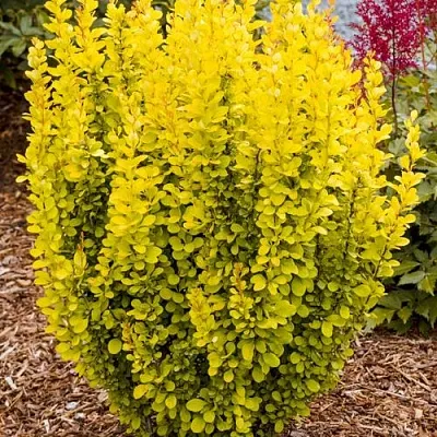 Барбарис ГОЛДЕН ТОРЧ тунберга в Мурманске