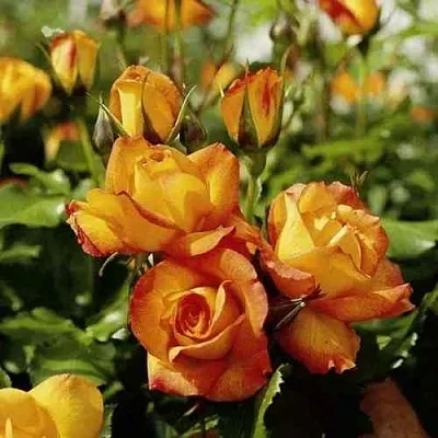 Саженцы роз САХАРА плетистая  Саженцы роз САХАРА плетистая в Мурманске