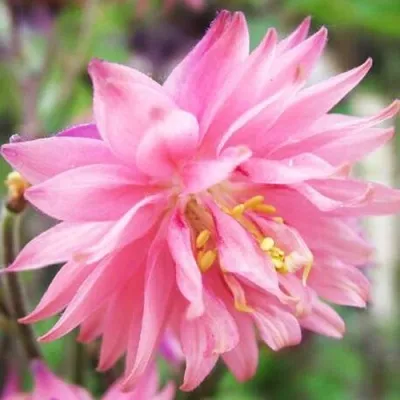 Аквилегия БАРЛОУ ПИНК гибрид МакКаны — описание сорта Аквилегия БАРЛОУ ПИНК гибрид МакКаны в Мурманске