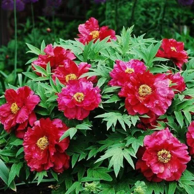 Пион КРАСНЫЙ ЛОТОС древовидный в Мурманске