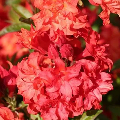 Азалия ФОЙЕРКОПФЕН крупноцветковая  Азалия ФОЙЕРКОПФЕН крупноцветковая в Мурманске