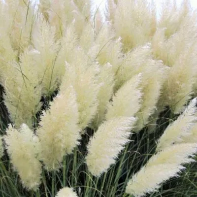 Кортадерия белая (пампасная трава) в Мурманске