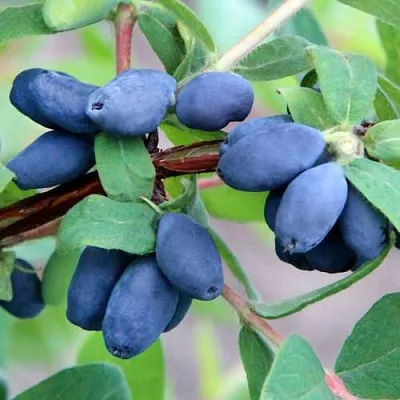 Жимолость съедобная ХОНЕЙ БИ  Жимолость съедобная ХОНЕЙ БИ в Мурманске