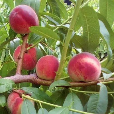 Персик КИЕВСКИЙ РАННИЙ — описание сорта Персик КИЕВСКИЙ РАННИЙ в Мурманске