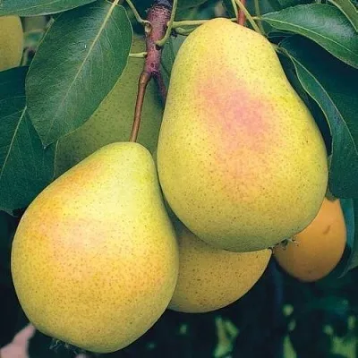 Груша МЛИЕВСКАЯ РАННЯЯ  Груша МЛИЕВСКАЯ РАННЯЯ в Мурманске