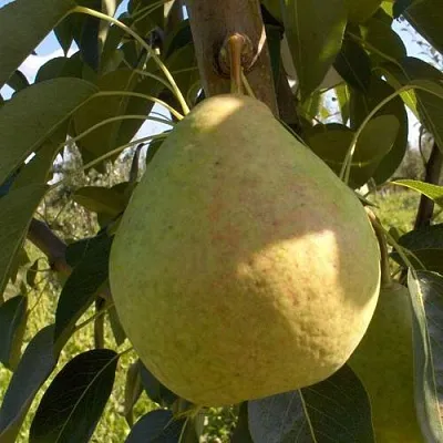 Груша СЛАДКАЯ ИЗ МЛИЕВА  Груша СЛАДКАЯ ИЗ МЛИЕВА в Мурманске