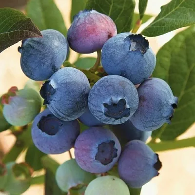 Голубика ОСОРНО в Мурманске