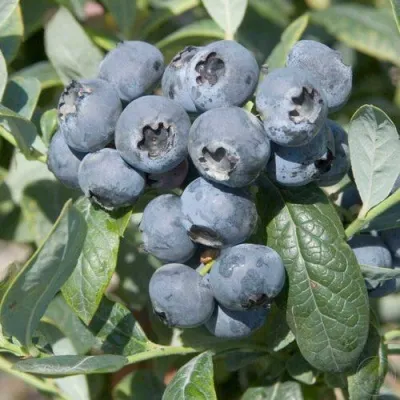 Голубика БРИГИТТА — описание сорта Голубика БРИГИТТА в Мурманске