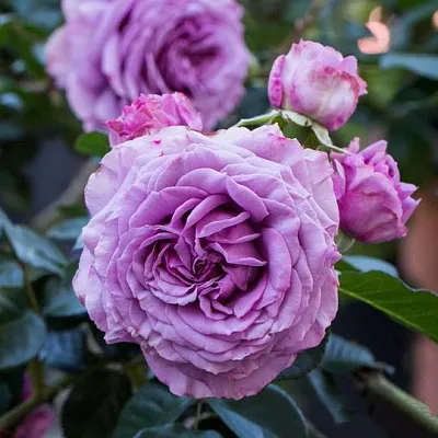 Саженцы роз СИЛЬВЕР КВИК плетистая  Саженцы роз СИЛЬВЕР КВИК плетистая в Мурманске