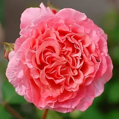 Саженцы роз ЛОРАН КАБРОЛЬ шраб  Саженцы роз ЛОРАН КАБРОЛЬ шраб в Мурманске