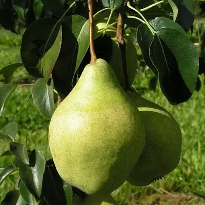 Груша МИНСКАЯ колонновидная  Груша МИНСКАЯ колонновидная в Мурманске