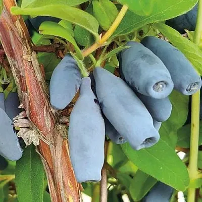 Жимолость съедобная ВОСТОРГ  Жимолость съедобная ВОСТОРГ в Мурманске