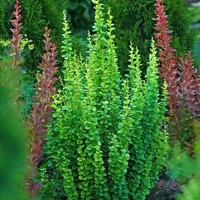 Барбарис ЭРЕКТА тунберга в Мурманске