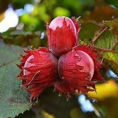 Фундук КРАСНЫЙ ЯНТАРЬ в Мурманске