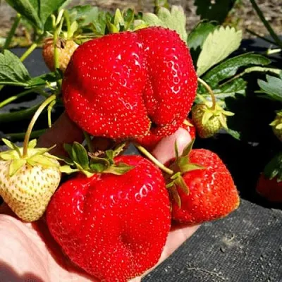 Клубника АПРИКА  Клубника АПРИКА в Мурманске