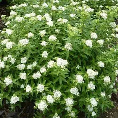 Спирея АЛЬБИФЛОРА японская  Спирея АЛЬБИФЛОРА японская в Мурманске