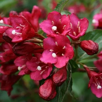 Вейгела ЕВА РАТКЕ  Вейгела ЕВА РАТКЕ в Мурманске